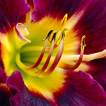 Daylily - Bela Lugosi