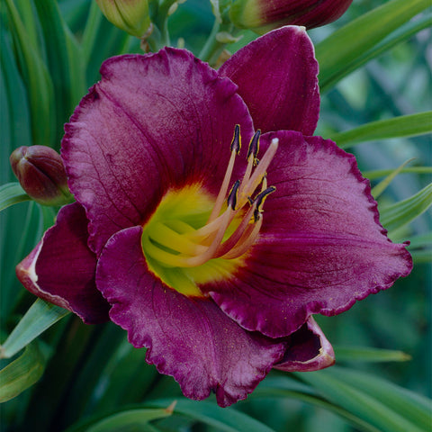 Daylily - Bela Lugosi