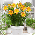 Daylily - EveryDaylily™ Punch Yellow®