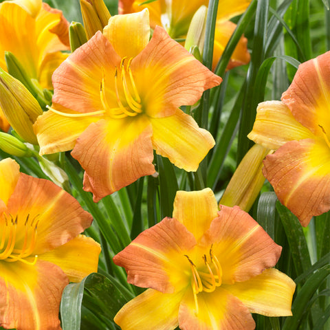 Daylily - EveryDaylily™ Punch Yellow®