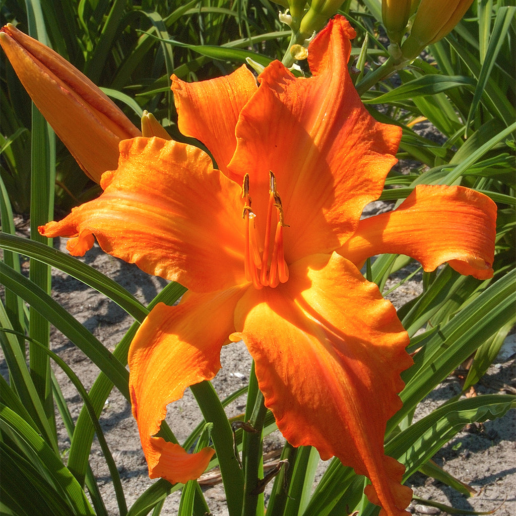 altissima daylily Daylily