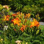 Daylily - Primal Scream