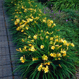 Daylily - Stella D'Oro - Rebloomer