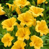Daylily - Stella D'Oro - Rebloomer