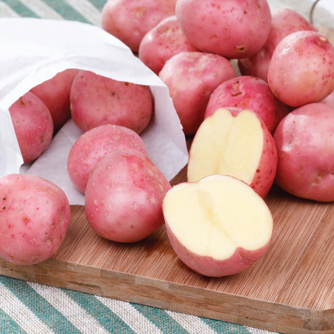 Potato - USDA Organic - Cherry Red W8893 - GMO Free
