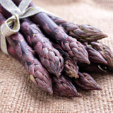 Asparagus - Purple Passion - GMO Free
