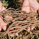 Asparagus - Purple Passion - GMO Free