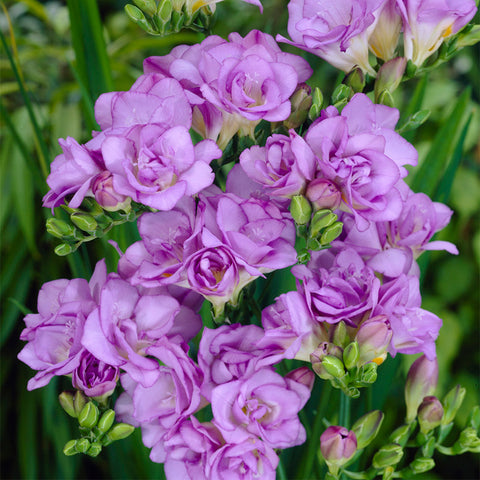 Freesia - Double Blooming Lavender