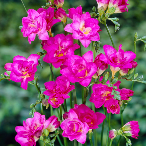 Freesia - Double Blooming Pink