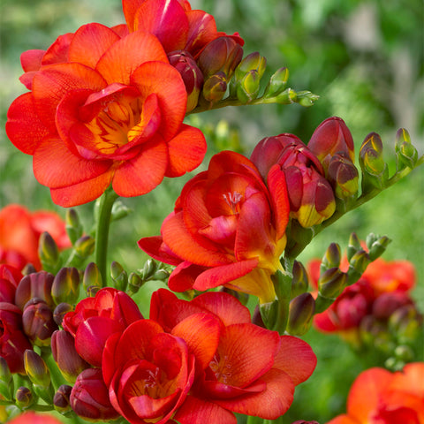 Freesia - Double Blooming Red