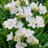Freesia - Double Blooming White
