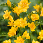 Freesia - Double Blooming Yellow
