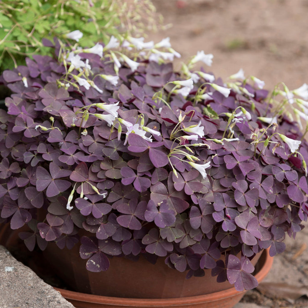 Oxalis - Triangularis – Plantcetera
