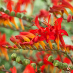 Crocosmia - Giant Lucifer