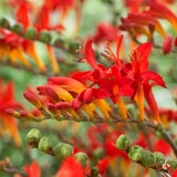 Crocosmia - Giant Lucifer