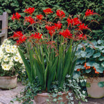Crocosmia - Giant Lucifer
