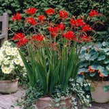 Crocosmia - Giant Lucifer