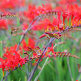 Crocosmia - Giant Lucifer