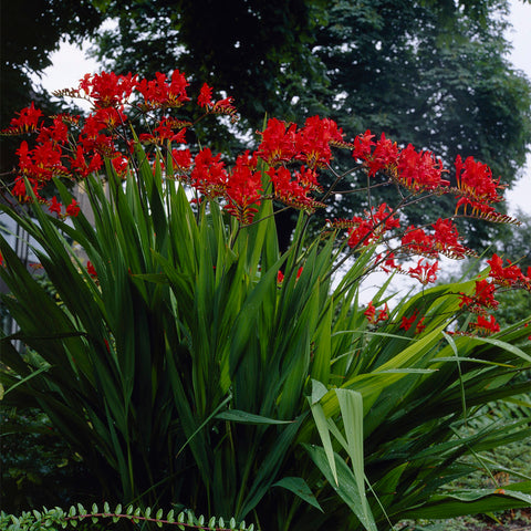 Crocosmia - Giant Lucifer