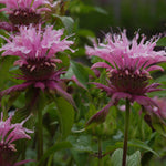 Monarda - Bee Balm - Beauty of Cobham