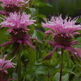 Monarda - Bee Balm - Beauty of Cobham