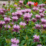 Monarda - Bee Balm - Beauty of Cobham