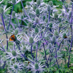 Eryngium - Blue Sea Holly - Water Wise Pollinator
