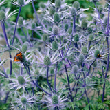 Eryngium - Blue Sea Holly - Water Wise Pollinator