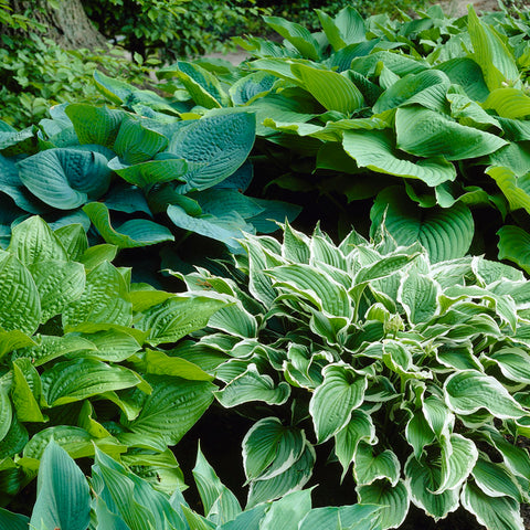 Hostas - Premium Blend