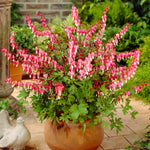 Bleeding Heart - Pink