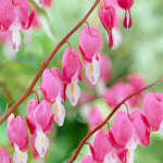 Bleeding Heart - Pink