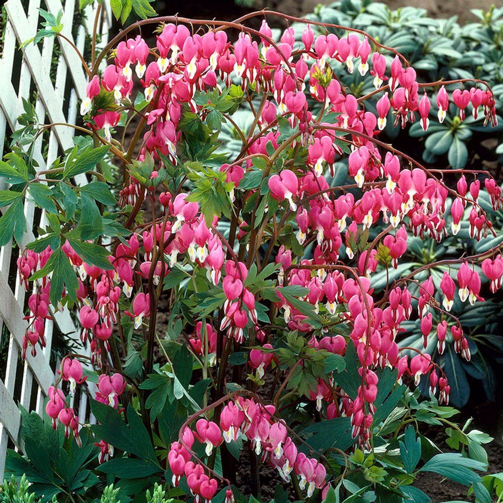 fertilize bleeding heart plant Bleeding Heart