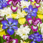 Iris Siberica - Speciality Mix 339 - NEW & Exclusive