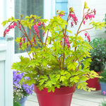 Bleeding Heart - Gold Heart