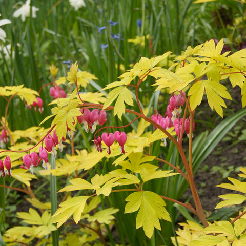 Bleeding Heart - Gold Heart