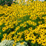 Rudbeckia - Goldstrum