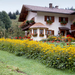 Rudbeckia - Goldstrum