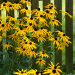 Rudbeckia - Goldstrum