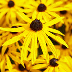 Rudbeckia - Goldstrum