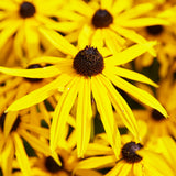 Rudbeckia - Goldstrum