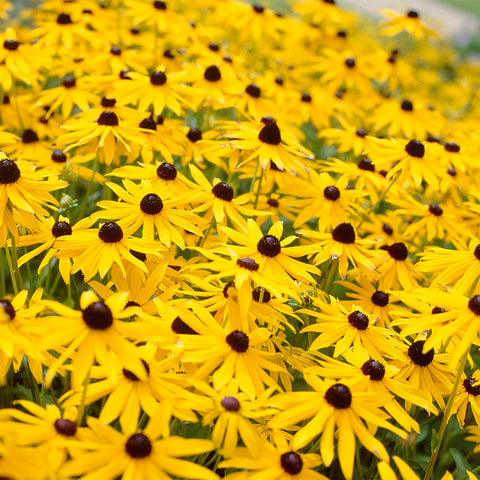 Rudbeckia - Goldstrum