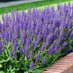 Salvia - May Night