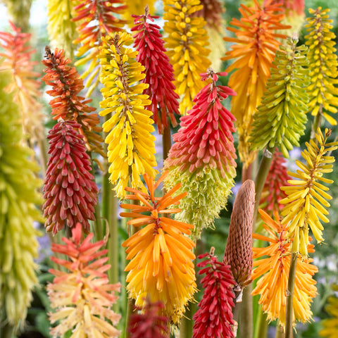 Kniphofia - Red Hot Poker - Mix