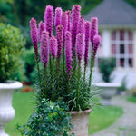 Liatris Spicata - Giant - Blazing Star
