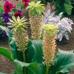 Eucomis - Bicolor