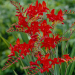 Crocosmia - Lucifer
