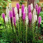 Liatris Spicata - Blazing Star - Mix