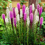 Liatris Spicata - Blazing Star - Mix