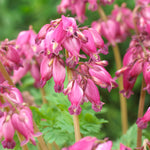 Bleeding Heart - Luxuriant