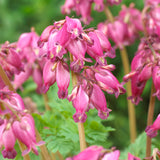 Bleeding Heart - Luxuriant